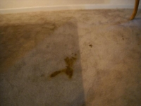pet stains before picture